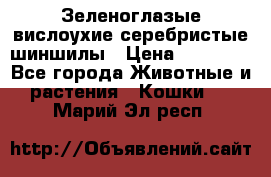 Зеленоглазые вислоухие серебристые шиншилы › Цена ­ 20 000 - Все города Животные и растения » Кошки   . Марий Эл респ.